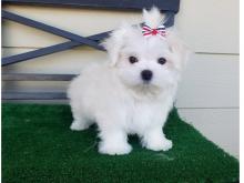 Puppies for sale maltese - Azerbaijan, Ganja