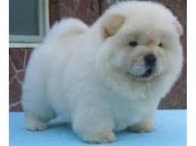 Puppies for sale chow chow - Armenia, Armenia