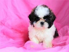 Puppies for sale shih tzu - Kyrgyzstan, Bishkek