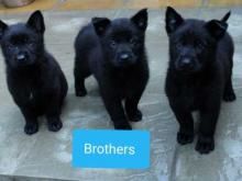 Puppies for sale german shepherd dog - Cyprus, Limassol