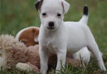 Puppies for sale jack russell terrier - Sweden, Helsingborg