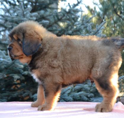 Продам щенка Тибетский мастиф - Украина, Мариуполь. Цена 800 долларов