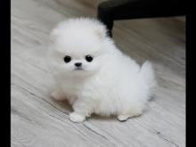 Puppies for sale pomeranian spitz - Lithuania, Rokiskis