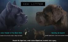 Puppies for sale italian corso dog, cane corso  - Slovenia, Zagreb, Pula