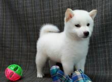 Puppies for sale , shiba inu puppies - Moldova, Chisinau