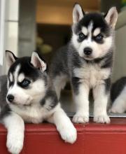 Puppies for sale , siberian husky puppies - Uzbekistan, Namangan