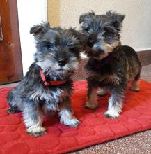 Puppies for sale other breed, miniature schenauzer - Belgium, Brussels