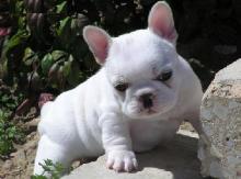 Puppies for sale french bulldog - Bulgaria, Sliven