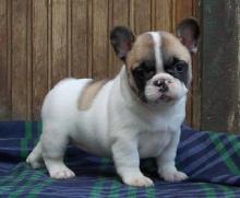 Puppies for sale french bulldog - Cyprus, Nicosia