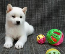 Puppies for sale , shiba inu puppies - Ukraine, Chernivtsi