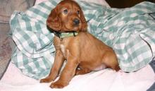 Puppies for sale irish setter - Austria, Vienna