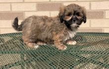 Puppies for sale lhasa apso - Belgium, Brussels