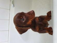 Puppies for sale dachshund - Ireland, Dublin