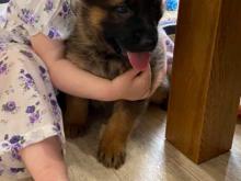 Puppies for sale german shepherd dog - Belgium, Liege. Price 155 €