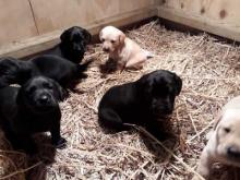 Puppies for sale labrador - Poland, Warsaw