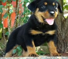 Puppies for sale rottweiler - Austria, Vienna