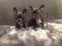 Puppies for sale french bulldog - Austria, Linz