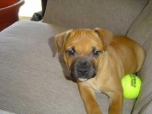 Puppies for sale staffordshire bull terrier - Bulgaria, Sofia. Price 155 €