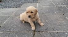 Puppies for sale golden retriever - Czech Republic, Bratislava