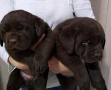 Puppies for sale labrador retriever - Slovenia, Novi Sad, Čelarevo