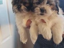 Puppies for sale shih tzu - Germany, Duisburg. Price 12 €