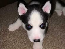 Puppies for sale haski - Denmark, Kopenagen. Price 12 $