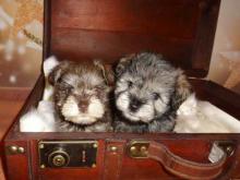 Puppies for sale other breed, schnauzers  - Netherlands, Amsterdam