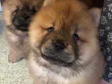 Puppies for sale chow chow - Netherlands, . Price 155 €