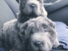 Puppies for sale shar pei - Hungary, Budapest