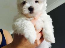 Puppies for sale maltese - Austria, Vienna. Price 155 €