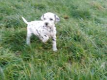 Puppies for sale dalmatian - Austria, Vienna. Price 10 €