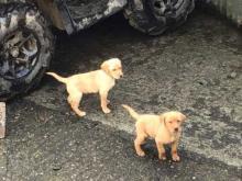 Puppies for sale labrador - Cyprus, Larnaca. Price 155 €