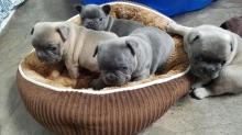 Puppies for sale french bulldog - Finland, Helsinki