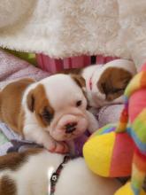 Puppies for sale english bulldog - Austria, Vienna