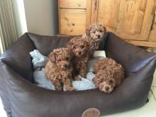 Puppies for sale toy-poodle - Hungary, Budapest. Price 250 €