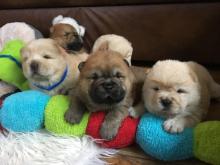 Puppies for sale chow chow - Hungary, Budapest. Price 250 €