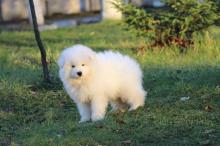 Puppies for sale samoyed dog (samoyed) - Belgium, Bruges. Price 250 €