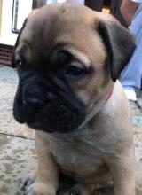 Puppies for sale bullmastiff - Finland, Turks