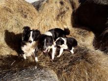 Puppies for sale border collie - Luxembourg, Luxembourg