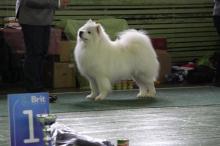 Puppies for sale samoyed dog (samoyed) - Germany, Duisburg. Price 250 €