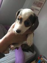 Puppies for sale beagle - Belgium, Charleroi. Price 250 €