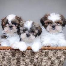 Puppies for sale shih tzu - Russia, Barnaul