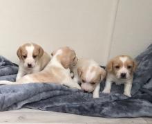 Puppies for sale beagle - Finland, Lahti. Price 250 €