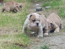 Puppies for sale english bulldog - France, Lille