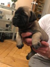 Puppies for sale bullmastiff - Sweden, Goteborg