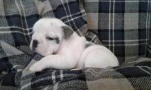 Puppies for sale english bulldog - Finland, Tampere. Price 250 €