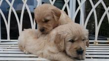 Puppies for sale golden retriever - Portugal, Portalegre. Price 250 €