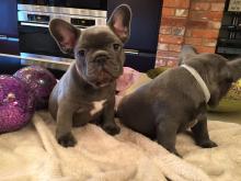 Puppies for sale french bulldog - Hungary, Budapest. Price 250 €