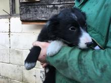 Puppies for sale border collie - France, Metz