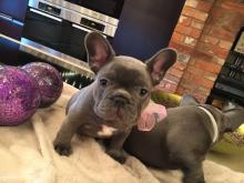 Puppies for sale french bulldog - Finland, Helsinki. Price 250 €